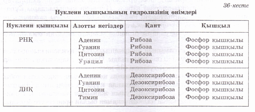 Нуклеин. ДНК дегеніміз не. Нуклеин кислоты КРН. Кесте.