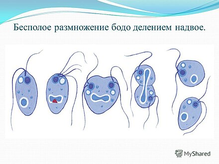 Размножение делением рисунок. Строение жгутиконосца Бодо. Жгутиконосцы Бодо размножение. Бесполое размножение Бодо. Деление жгутиконосца Бодо.