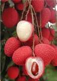 ឯកសារ:Lychee1.jpg