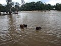 ದುಬಾರೆ ಆನೆ ಶಿಬಿರ