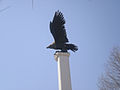 Eagle Statue of Yonsei Univ.jpg
