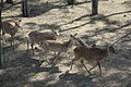 Seoul-Deer in Mount Eungbong-02