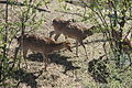 Seoul-Deer in Mount Eungbong-01