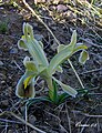 Pizîlaqa miyan (Iris persica)