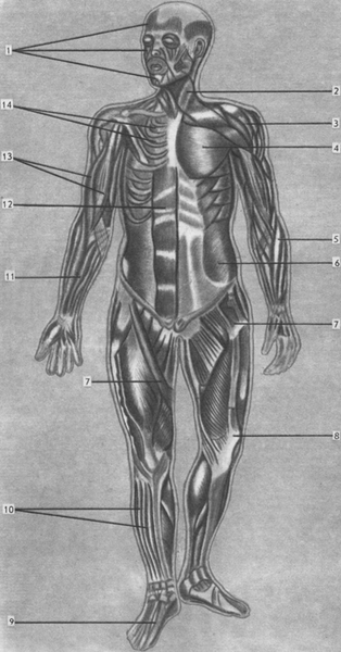 Файл:Muscular system123.png