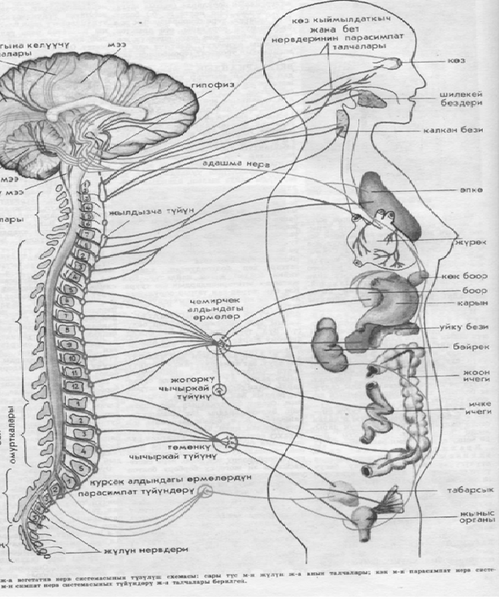 Файл:Нерв системасы.png