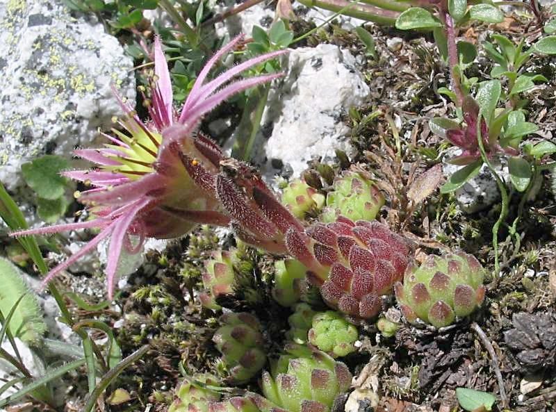 Archivi:Sempervivum montanum Val Adamé.jpg