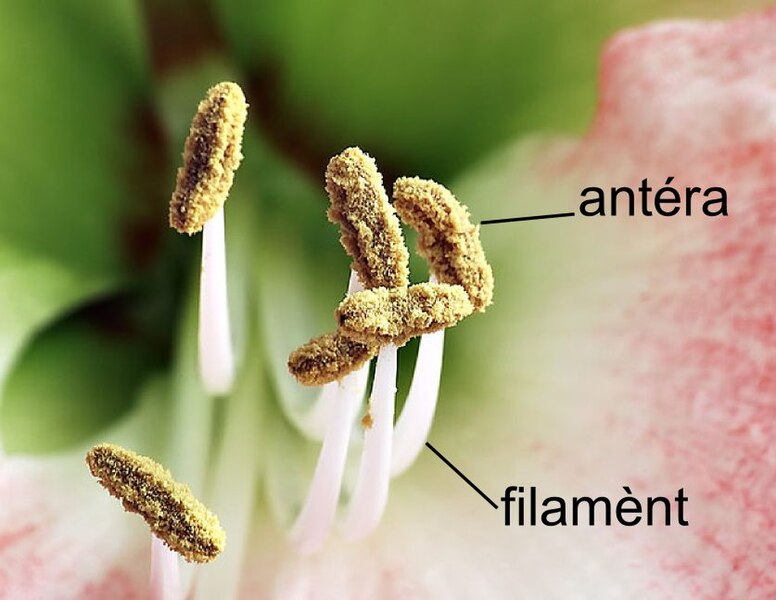 Archivi:Antera e filament.jpg