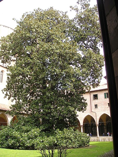 Archivi:13 Magnolia Basilica del Santo.JPG