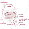 Miniadura per Bocca