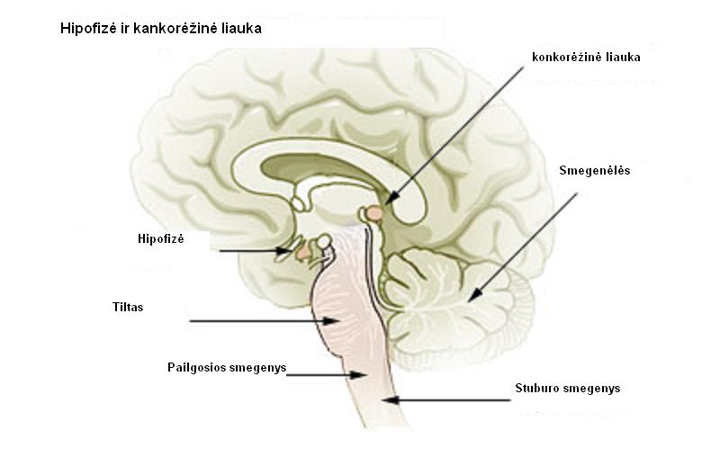 Vaizdas:Hipofize ir kankorezine liauka.JPG