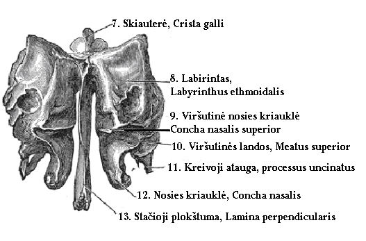 Vaizdas:Akytkaulis iš nugalinės pusės.PNG