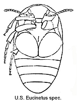 Karnavabalis (Eucinetus sp.)