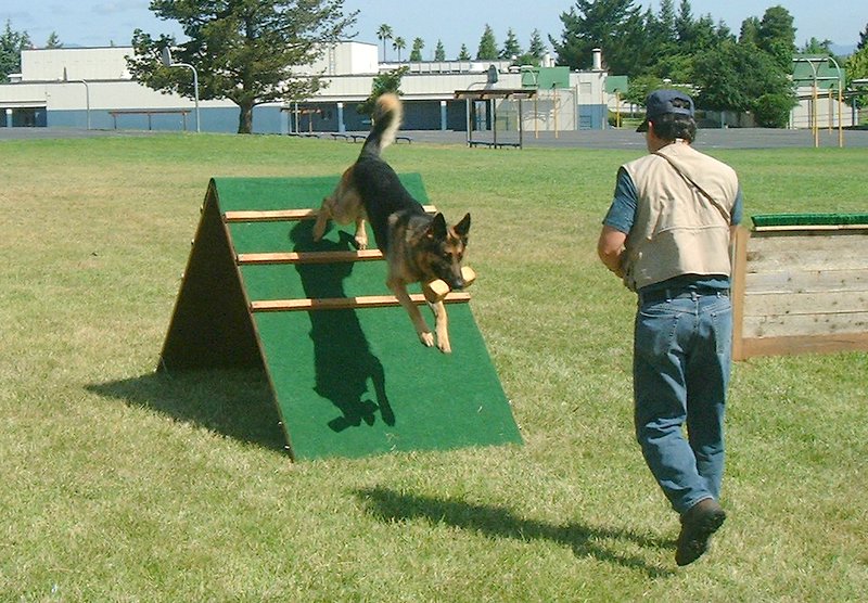 Vaizdas:Šunų sportas.jpg