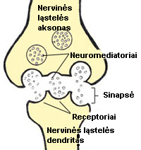 Mediatorius (biochemija)