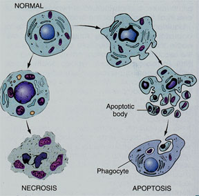 Vaizdas:Apoptozės mechanizmas.jpg