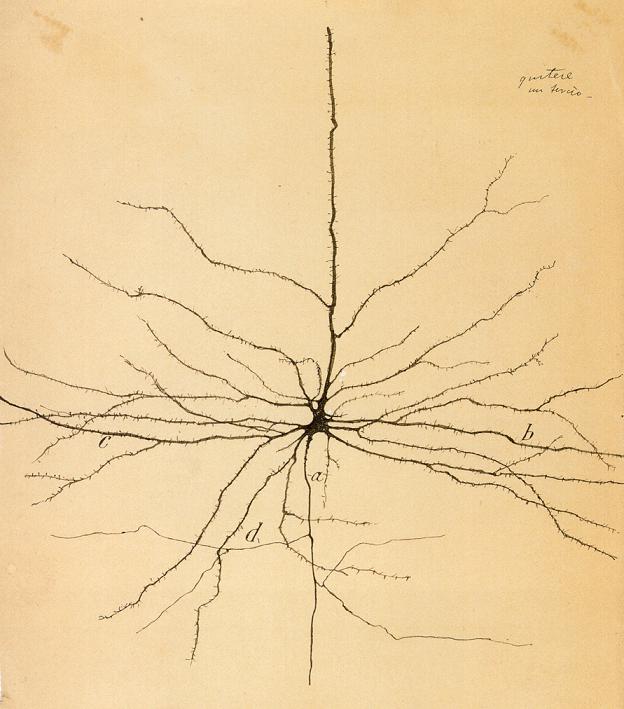 Piramidinis Neuronas Vikipedija