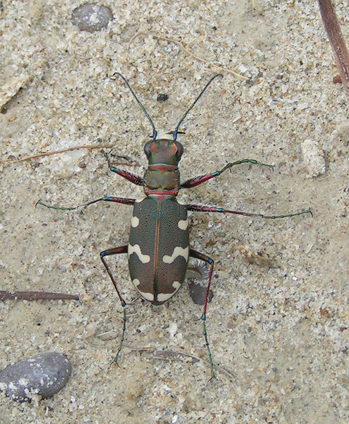 Vaizdas:Cicindela hybrida.jpg