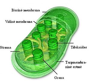 Stroma