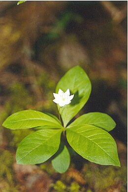 Miškinė septynikė (Trientalis europaea)