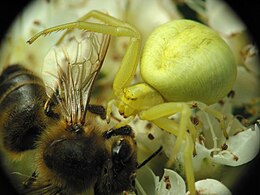 Geltonasis žiedvoris (Misumena vatia)