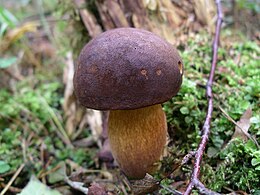 Rudakepuris aksombaravykis (Xerocomus badius), Mažeikių raj., Renavo parkas