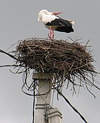 Kalenantis baltasis gandras gandralizdyje ant elektros stulpo