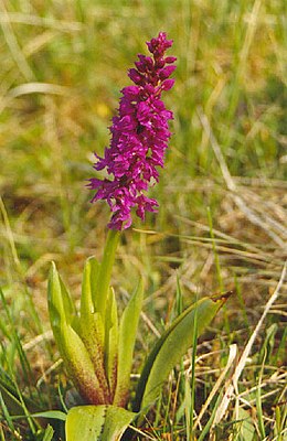 Vyriškoji gegužraibė (Orchis mascula)