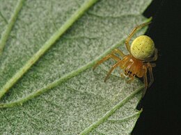 Voriukas (Araniella sp.)