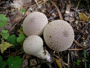 Karpotasis pumpotaukšlis (Lycoperdon perlatum)