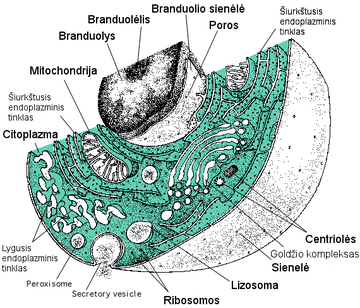 Gyvunines lasteles sandara