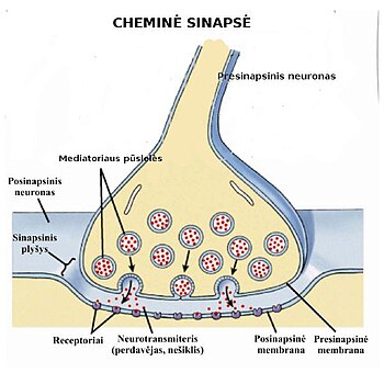 Nervinio impulso perdavimas sinapseje