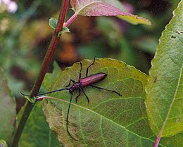 Muskusinis ūsuotis (Aromia moschata)