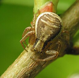 Krabvoris (Xysticus sp.)