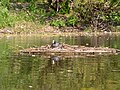 Ligzdojošs laucis (Fulica atra)