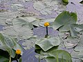 Dzeltenā lēpe (Nuphar luteum)