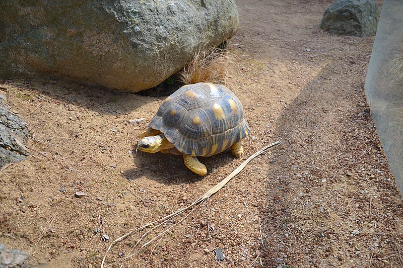 Attēls:Angonoka Tortoise Durrell Zoo.JPG