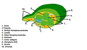 Hloroplasts