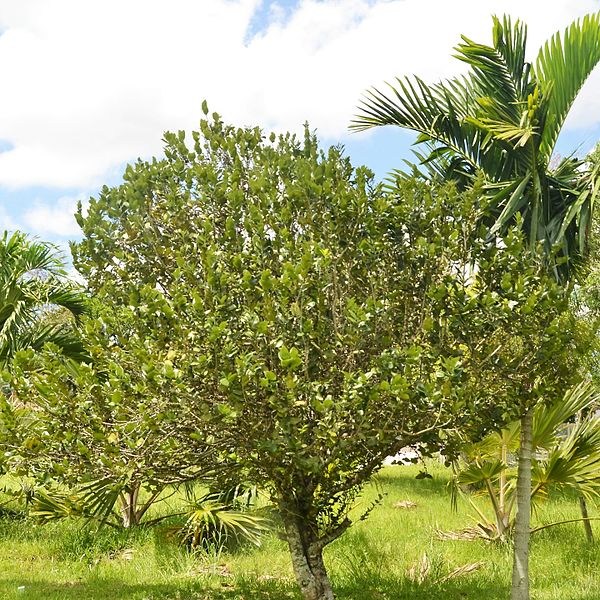 Attēls:Diospyros egrettarum Pamplemousses Botanical Garden.JPG