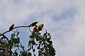 Aratingu (Aratinga solstitialis) un citu putnu lidojumus iespējams vērot demonstrējumu laikā