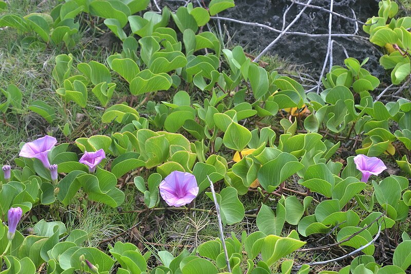 Attēls:Ipomoea pes-caprae. Mauritius.JPG