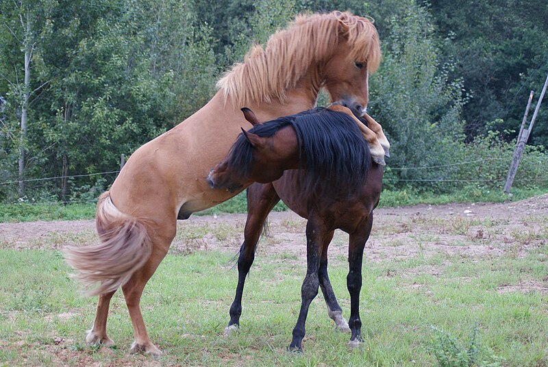 Attēls:Two stallions playing.JPG