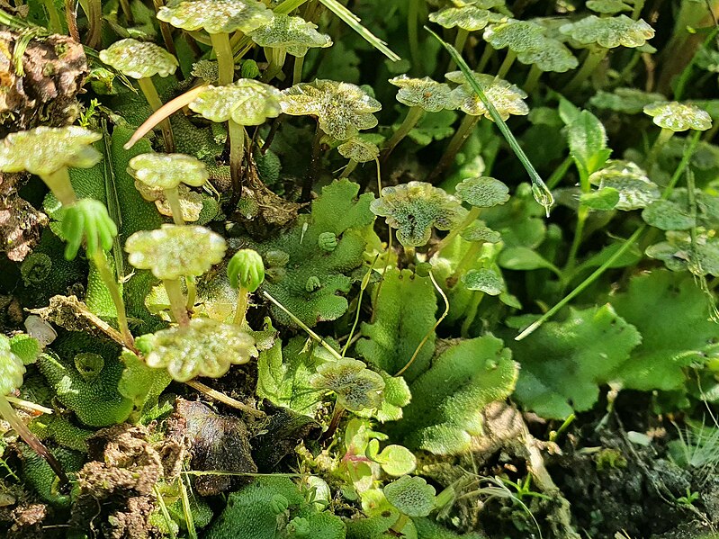 Attēls:Marchantia polymorpha 10062023.jpg