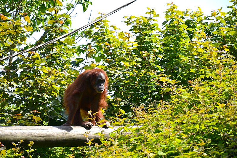 Attēls:Sumatran Orangutan Jersey Zoo.JPG