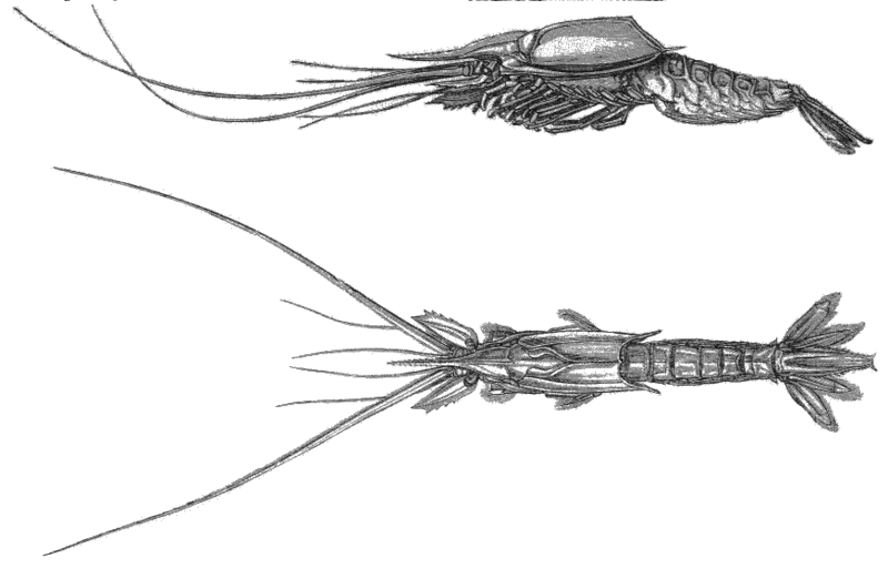 Attēls:Neognathophausia gigas.png