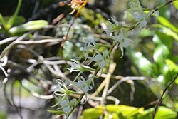 Oeoniella polystachys Egretas salā, Maurīcija