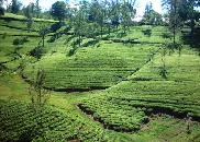 Податотека:Sri Lanka Tea Gardens Nuwara Eliya.jpg