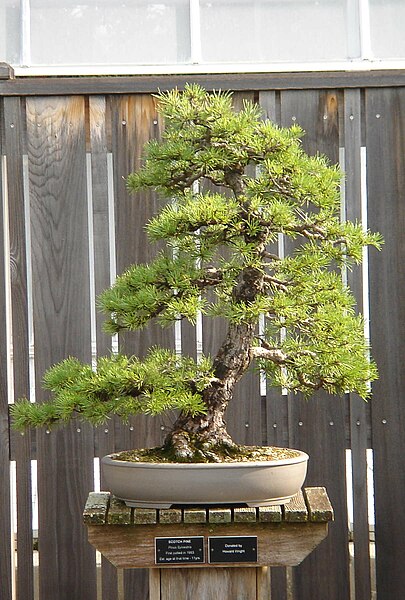 Податотека:Pine Bonsai 3 (2) at HLG (2).JPG