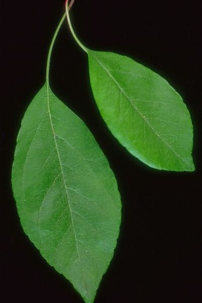 Податотека:Elliptical leaf.JPG