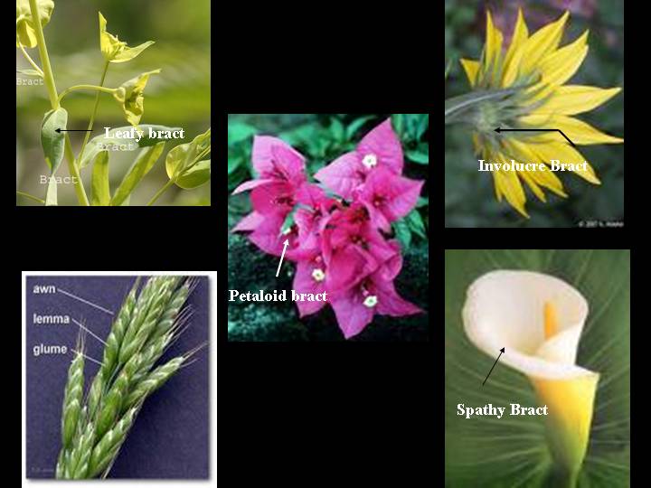 चित्र:Bracts of flower-types.JPG